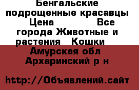 Бенгальские подрощенные красавцы. › Цена ­ 20 000 - Все города Животные и растения » Кошки   . Амурская обл.,Архаринский р-н